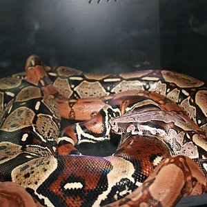 peruana y kubsch .JPG