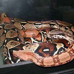 peruana y kubsch hoy.JPG