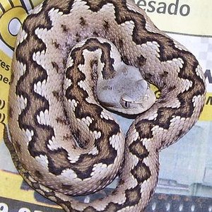 gaditana femea 1.jpg