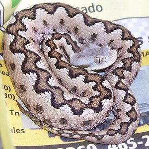 gaditana femea 2.jpg