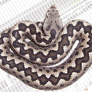 gaditana macho 1.jpg