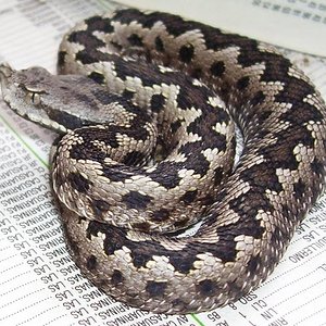 gaditana macho 2.jpg