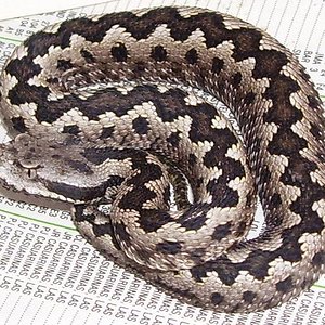 gaditana macho 3.jpg