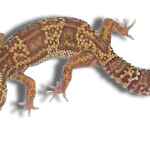 mack snow raptor het db.jpg