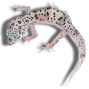 snow enigma het db.jpg