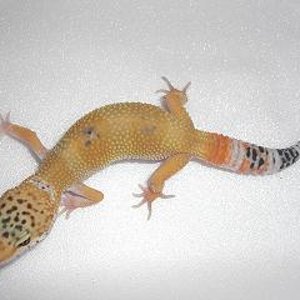 SHCT het RAPTOR r.JPG