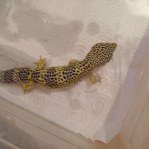 1.0Nominal.1año y medio.jpg