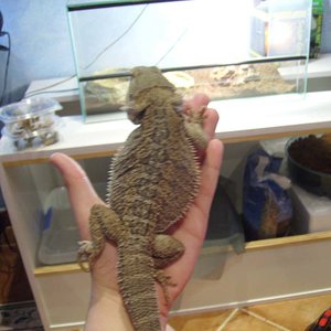 1.0.Pogona1año 5meses.jpg