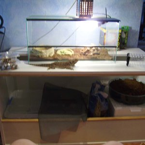 Terrario nuevo pogona.jpg