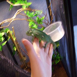 Terrario calyptratus.jpg