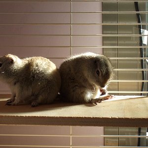 BOLI Y TI 001 fauna.JPG