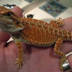 blood macho 2 meses y 10 dias.JPG