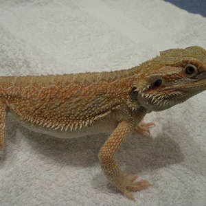 macho hypo leatherback X cawley 5 meses.JPG