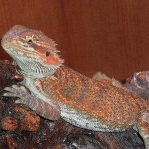 pogonas nuevas 6 meses y medio012.JPG