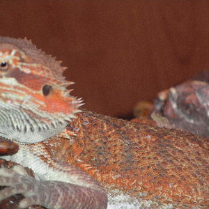 pogonas nuevas 6 meses y medio013.JPG