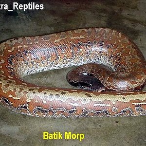krazyblood7batikmorph.jpg