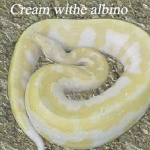krazyblood14albino.jpg