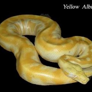 krazyblood12albino.jpg