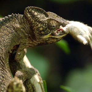 camaleon2.jpg