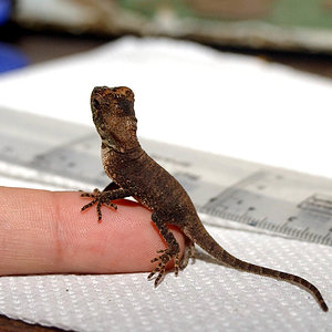 LAGARTO BABY1.jpg