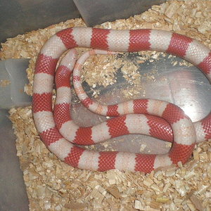 hondurensis alvina.jpg