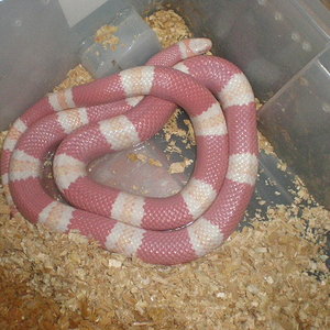 hondurensis alvina mudando.jpg