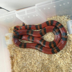 hondurensis hembra.jpg