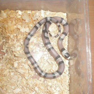 hondurensis anery.jpg