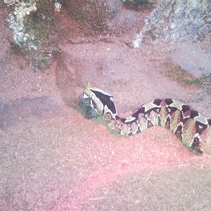 NASICORNIS (3) nueva.jpg