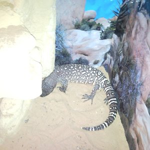 heloderma (3) nueva.jpg