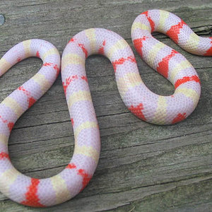 L.t. hondurensis albina less red.jpg