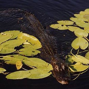 Aligator Americano.jpg