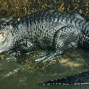Aligátor Chino Alligator sinensis.jpg