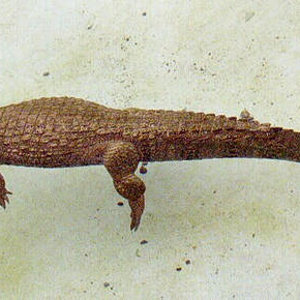 Caimán de anteojos 3.jpg