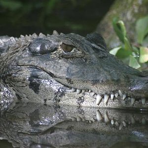 Caimán Negro Melanosuchus Niger.jpg