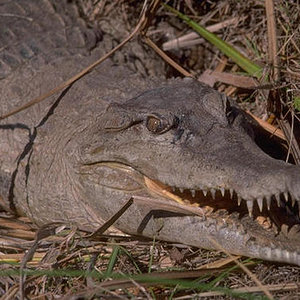 Cocodrilo Africano Crocodylus cataphractus.jpg