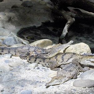 Cocodrilo Australiano Crocodylus johnsoni.jpg