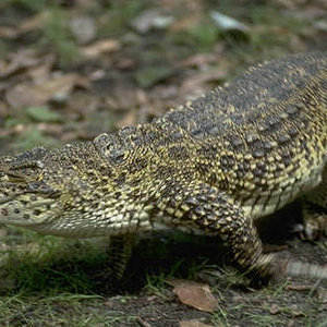 Cocodrilo Cubano Crocodylus rhombifer.jpg