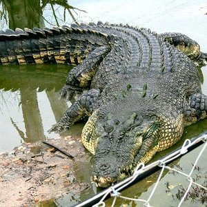 Cocodrilo de Mar Crocodylus Porosus 1.jpg