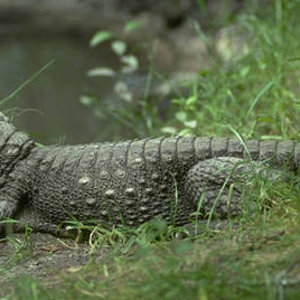 Cocodrilo Enano Osteolaemus tetraspis.jpg