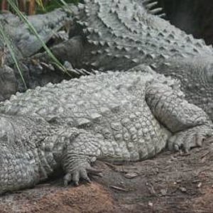 Cocodrilos del Orinoco Crocodylus intermedius.jpg