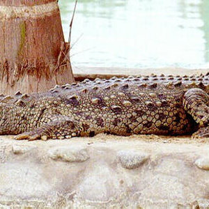Crocodylus Acutus Cocodrilo Americano.jpg