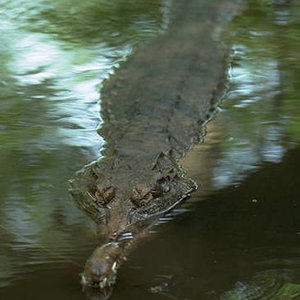 Gavial Falso Tomistoma Schlegelii.jpg