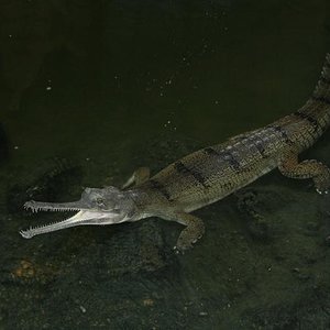 Gavial Gavialis gangeticus.jpg