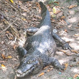 Yacaré común Caiman yacare.jpg