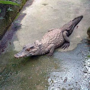 Yacaré Coroa Paleosuchus trigonatus.jpg