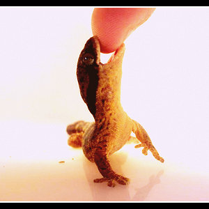 homopholis fasciata 1.jpg