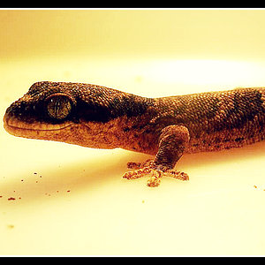 homopholis fasciata 2.jpg