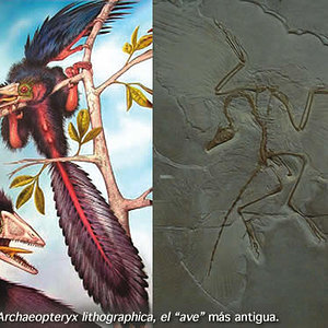 archaeopteryx.jpg
