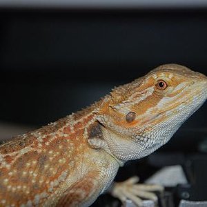 pogona 1.JPG
